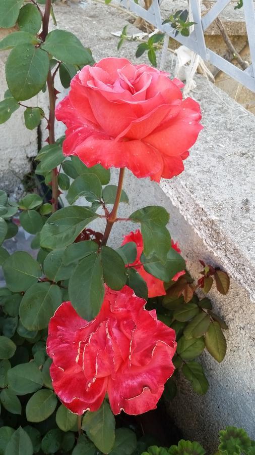 Guesthouse Rondo Himare Exterior photo